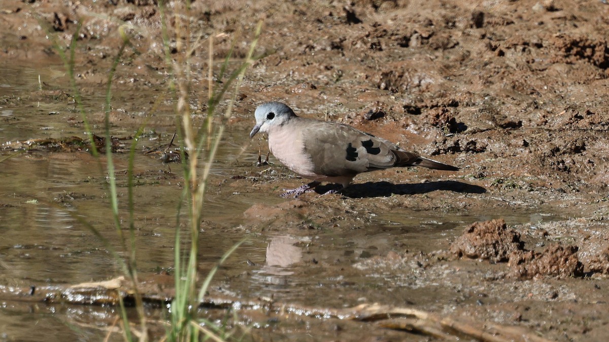 Emerald-spotted Wood-Dove - ML638953338
