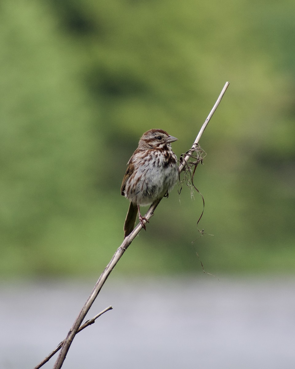Song Sparrow - ML638953340