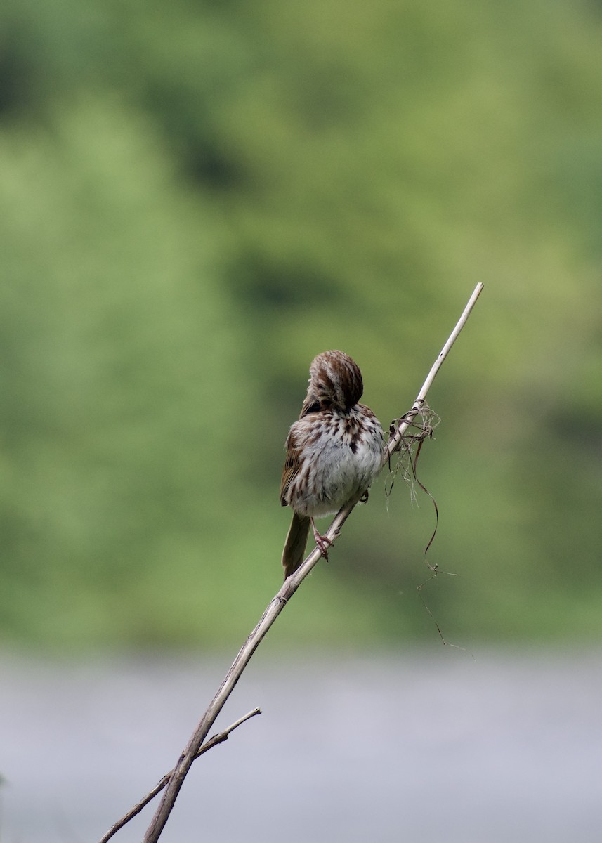 Song Sparrow - ML638953341