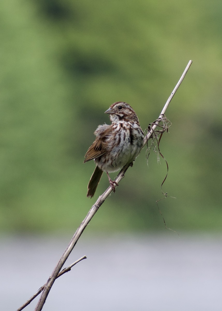 Song Sparrow - ML638953346