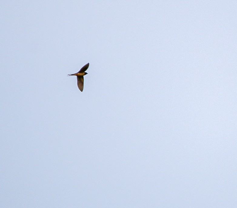 Barn Swallow - ML638953347