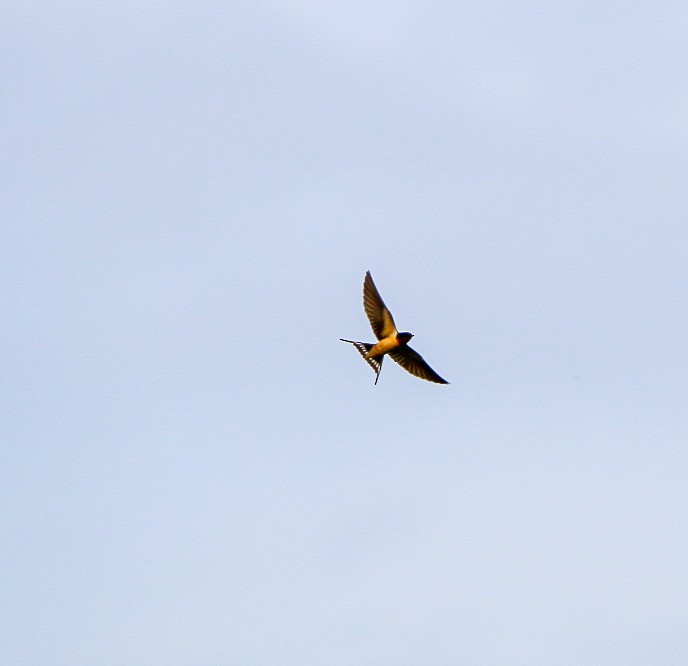 Barn Swallow - ML638953348