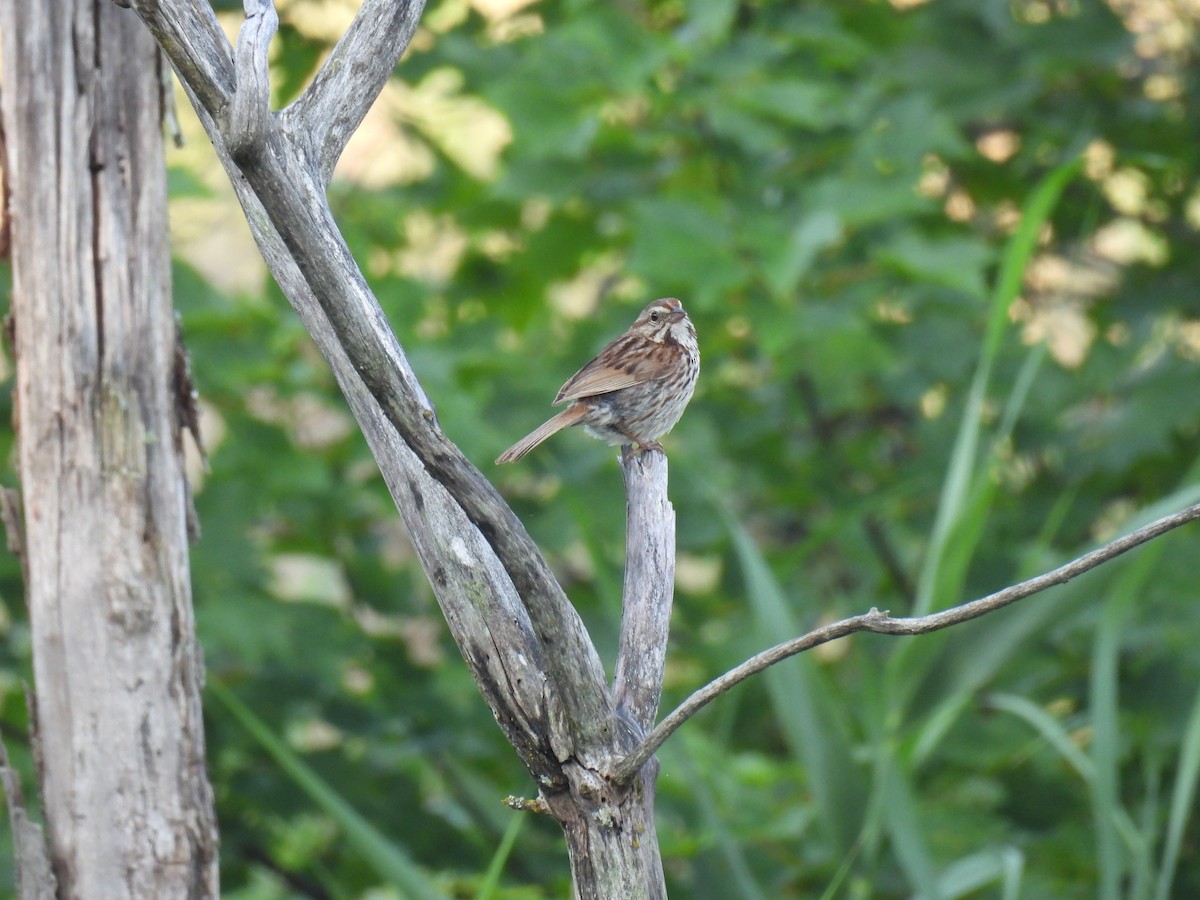 Song Sparrow - ML638953353