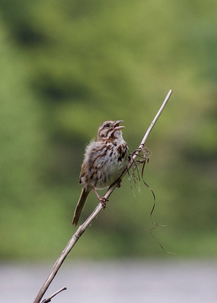 Song Sparrow - ML638953359