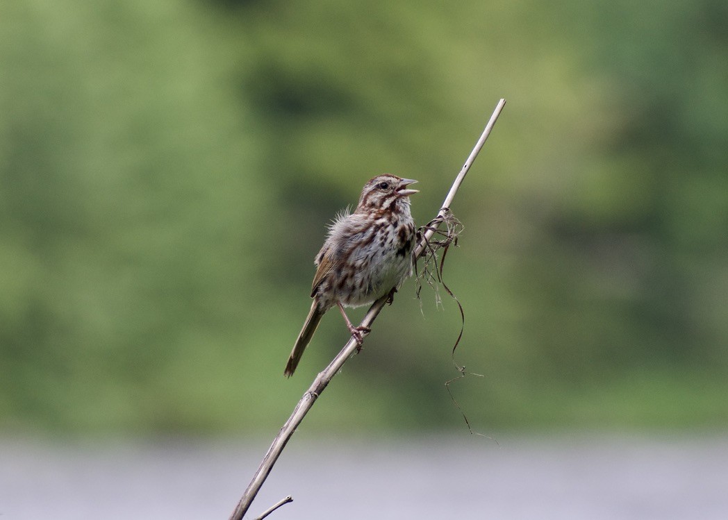 Song Sparrow - ML638953363