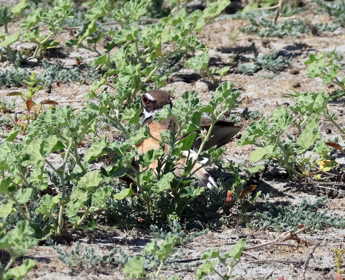Killdeer - ML638953365