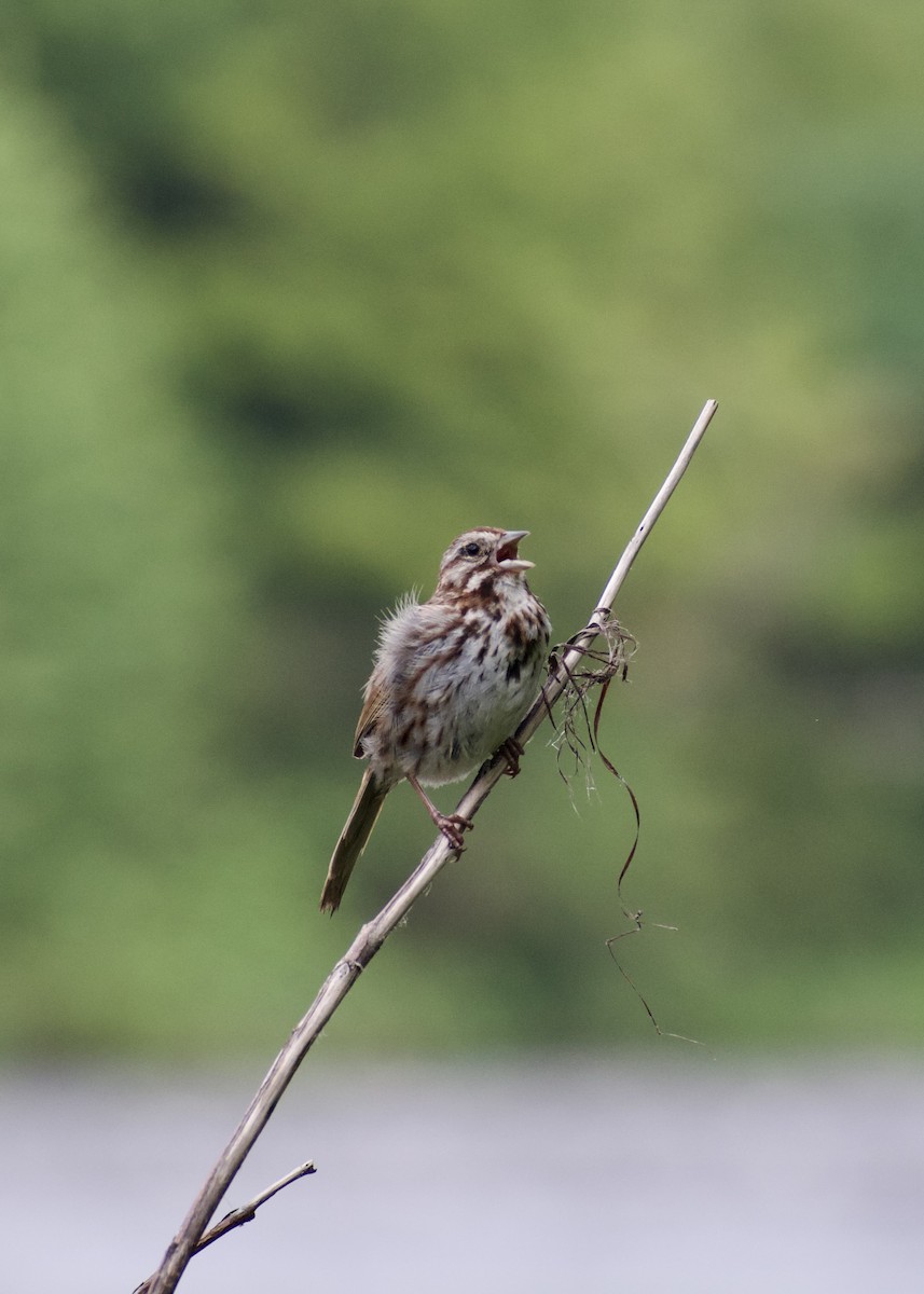 Song Sparrow - ML638953367