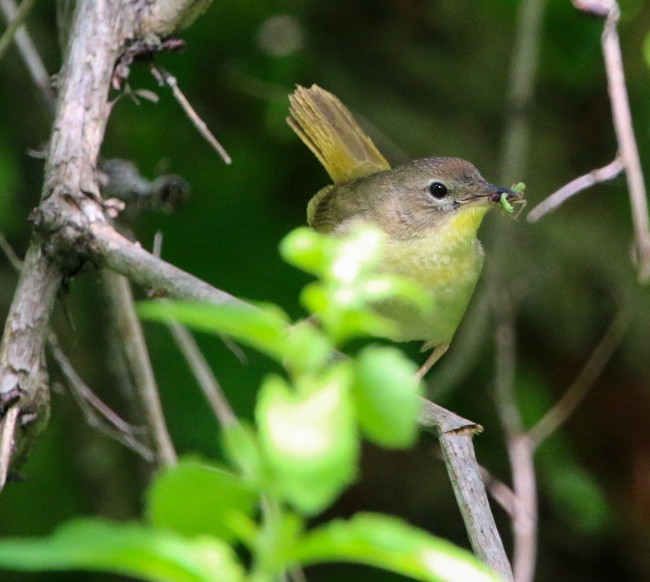 Common Yellowthroat - ML638953372