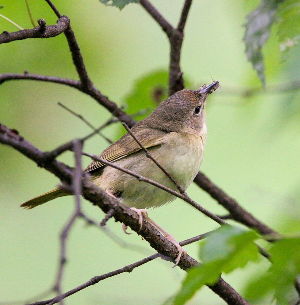 Common Yellowthroat - ML638953373