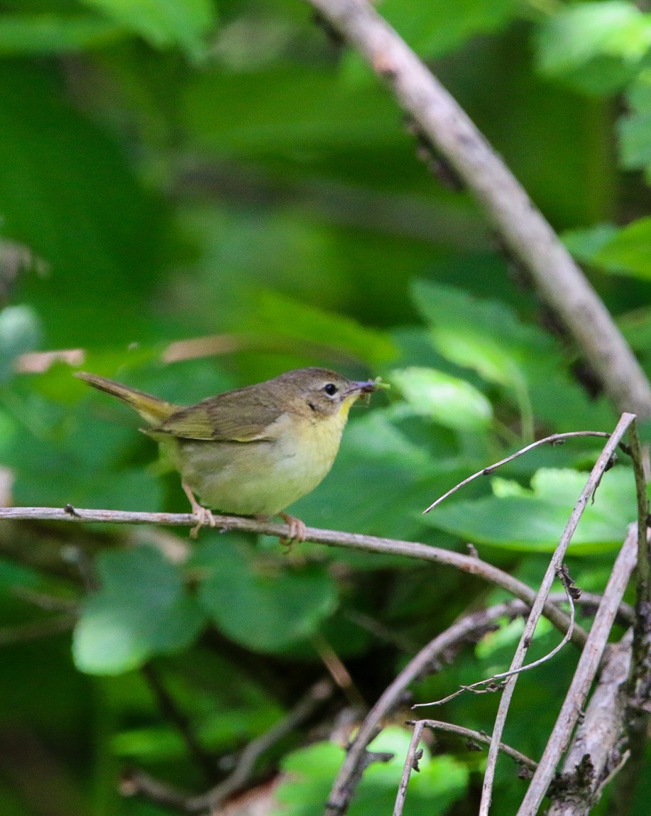 Common Yellowthroat - ML638953375