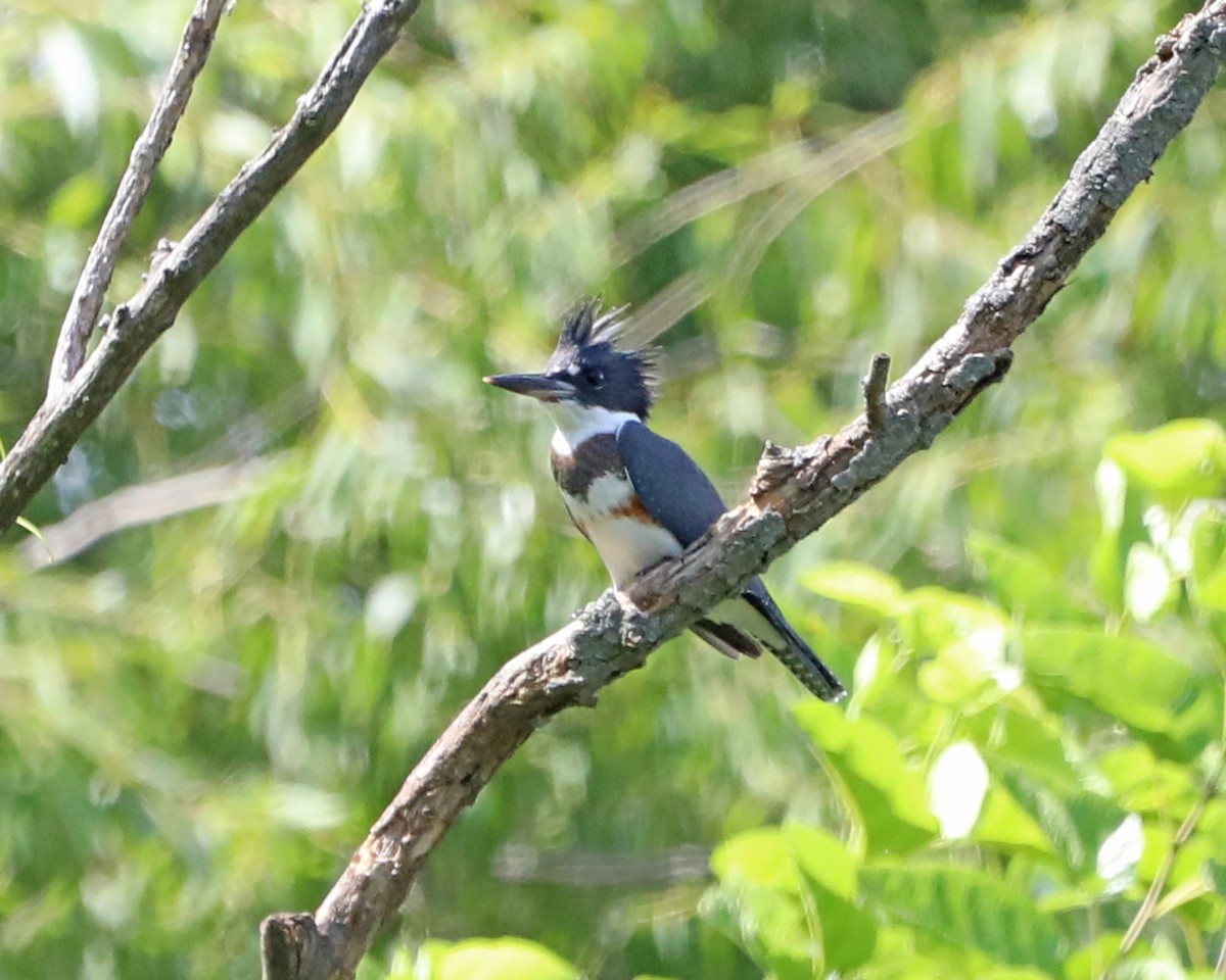 Belted Kingfisher - ML638953377