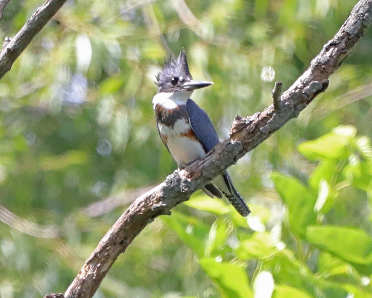 Belted Kingfisher - ML638953378