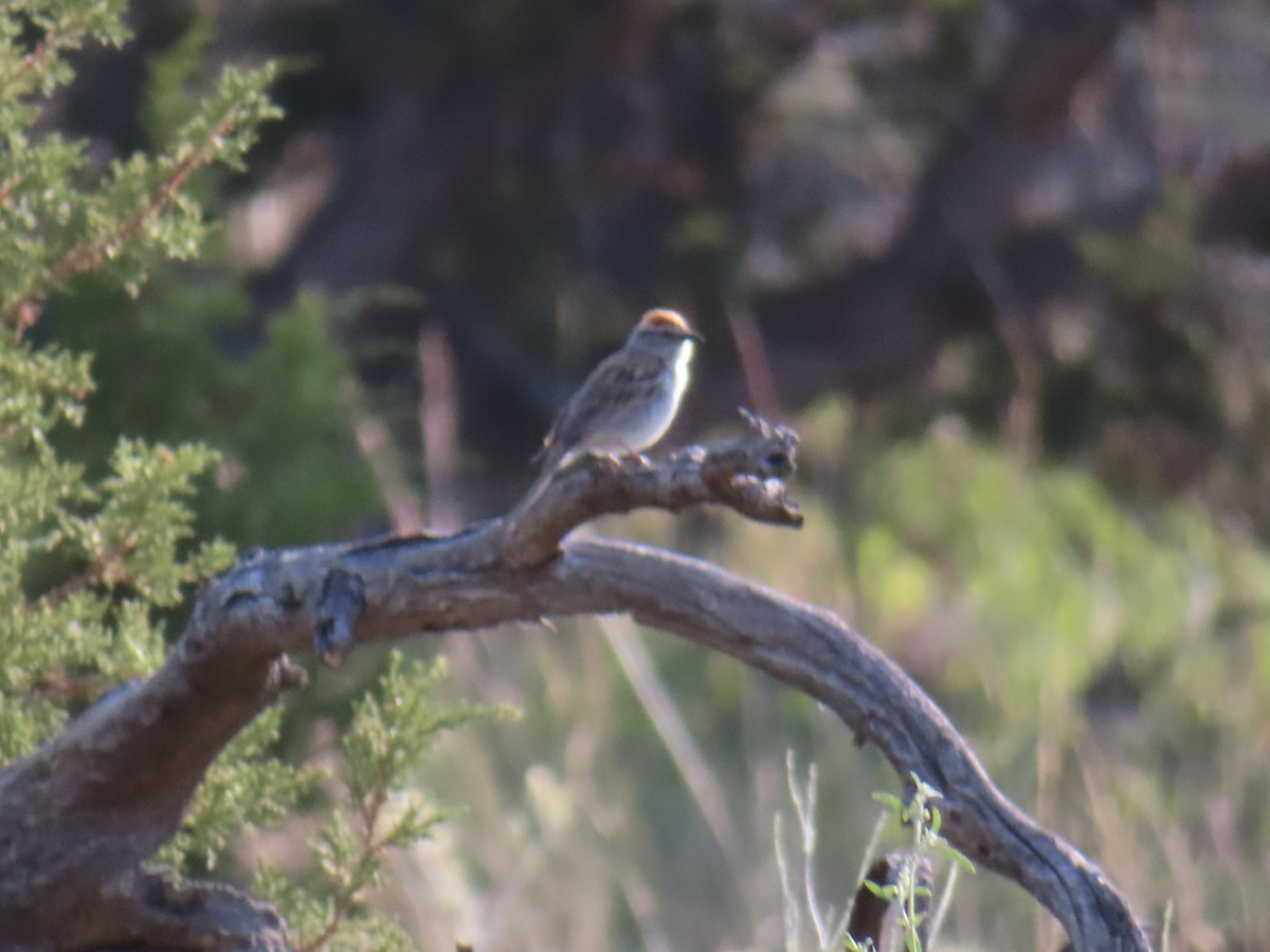 Chipping Sparrow - ML638953380