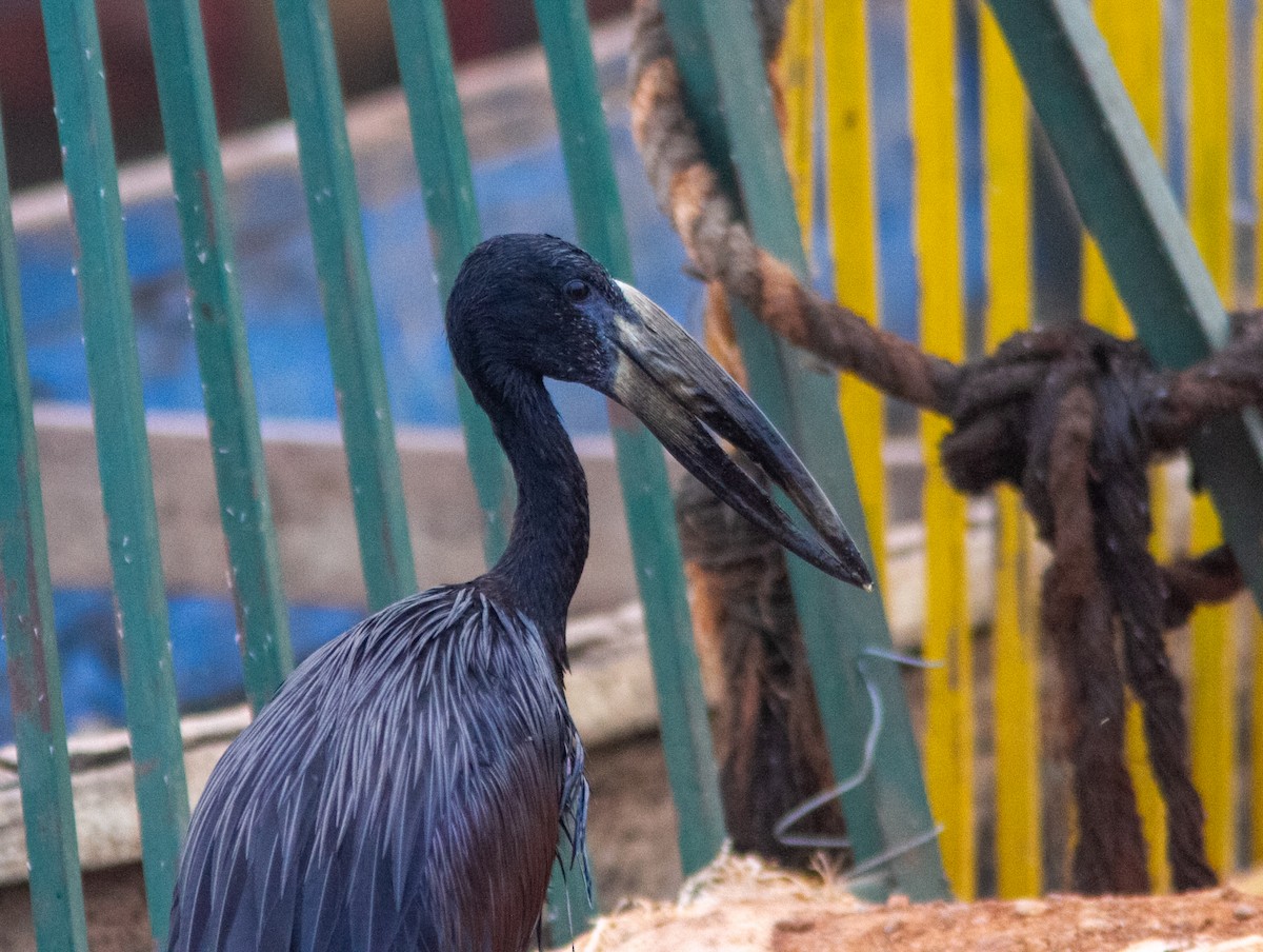 African Openbill - ML638953381