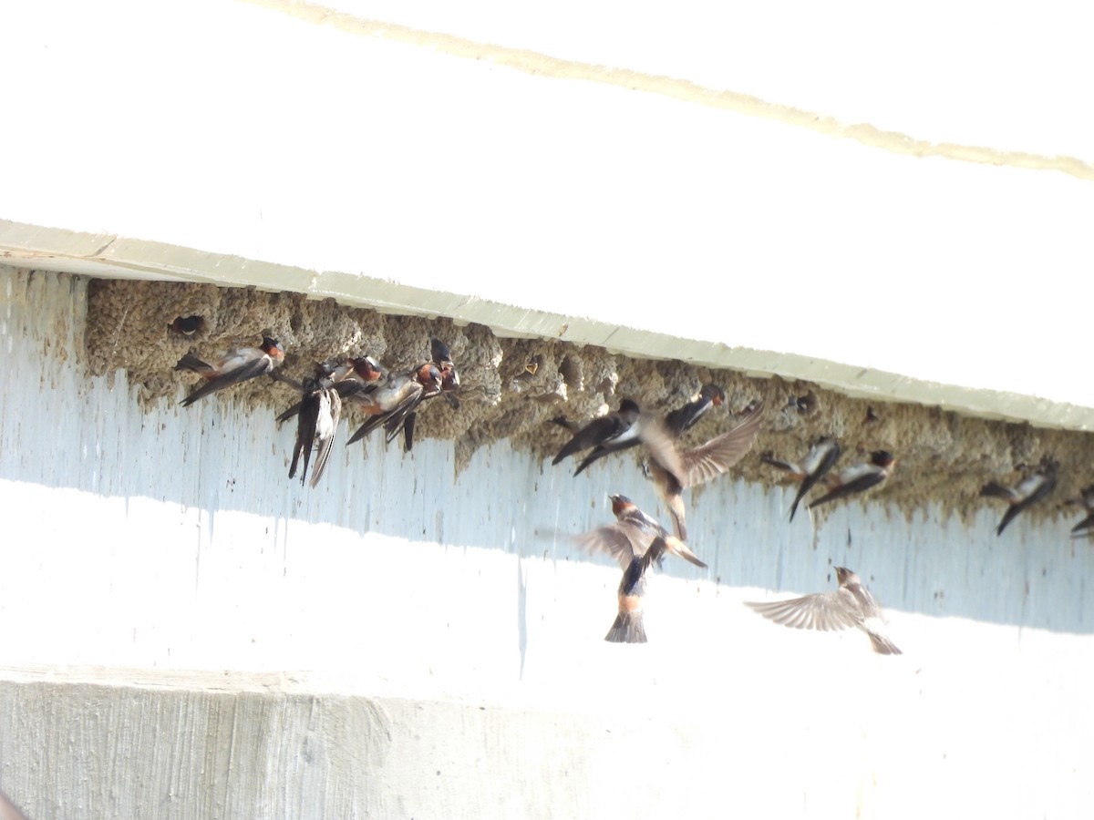 Cliff Swallow - ML638953382