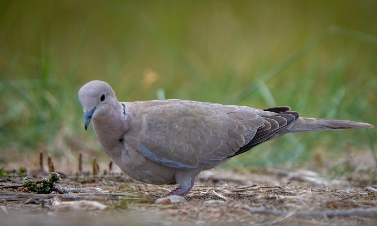 Eurasian Collared-Dove - ML638953383
