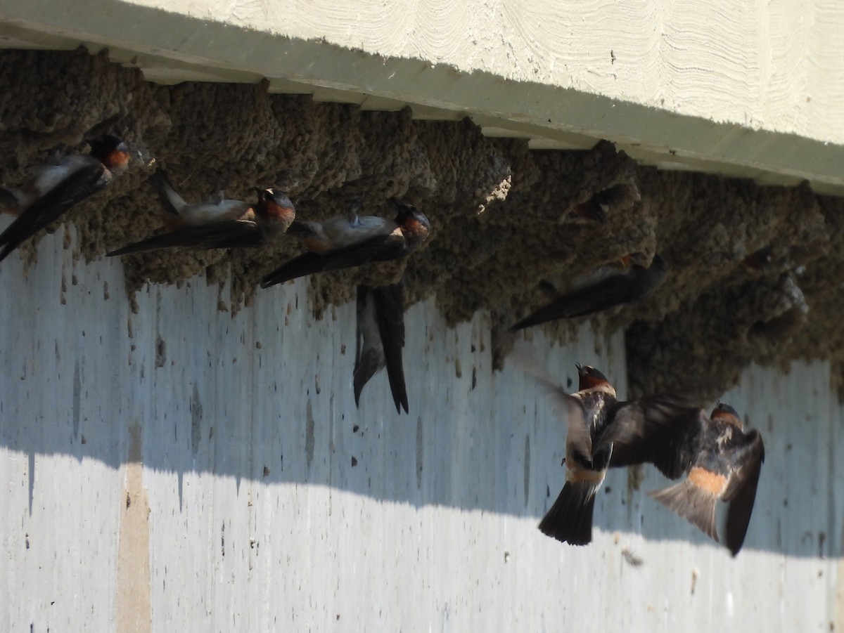 Cliff Swallow - ML638953385
