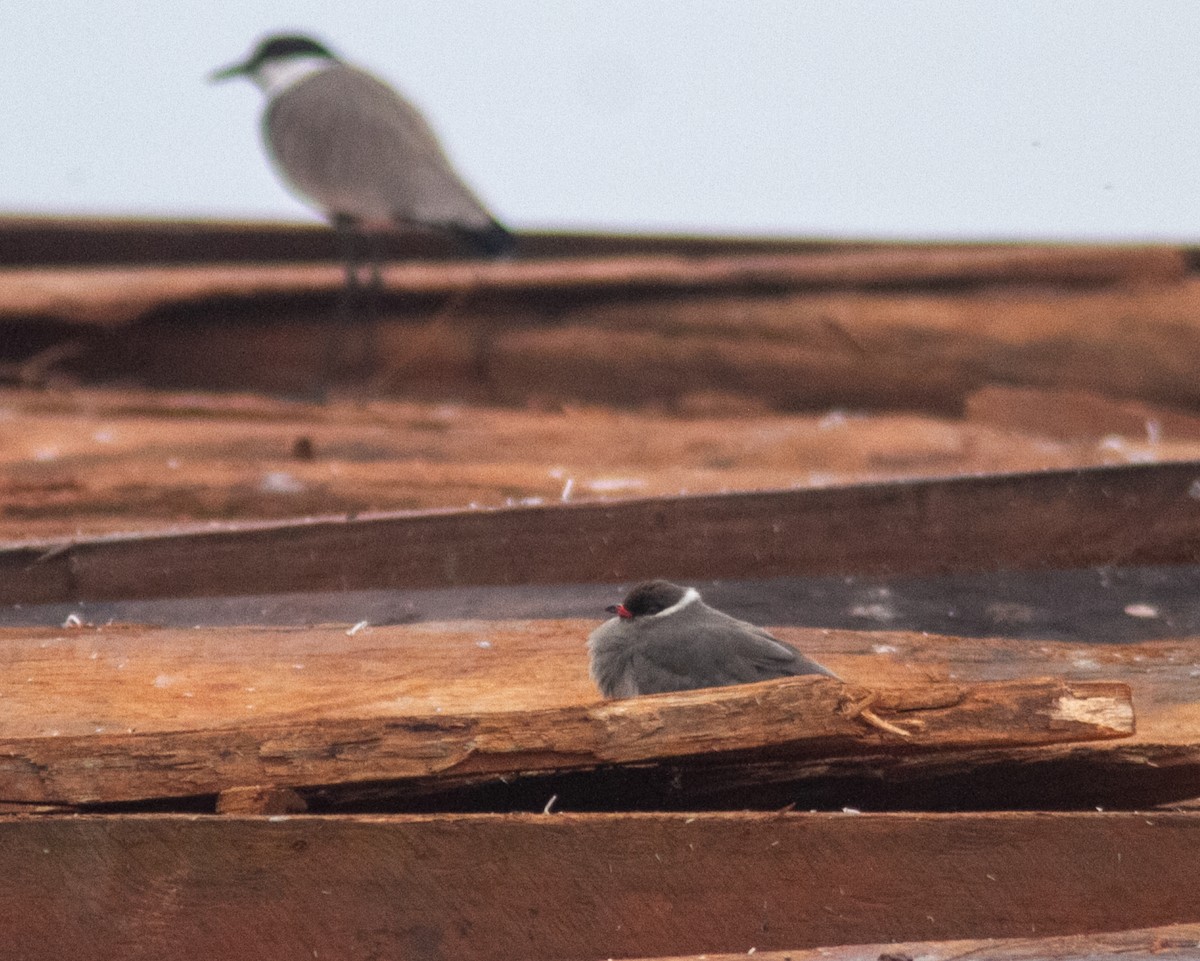 Rock Pratincole (White-naped) - ML638953388