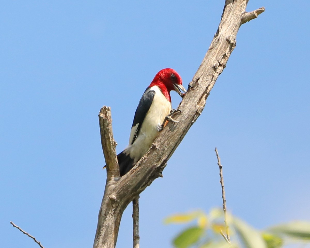 Red-headed Woodpecker - ML638953389