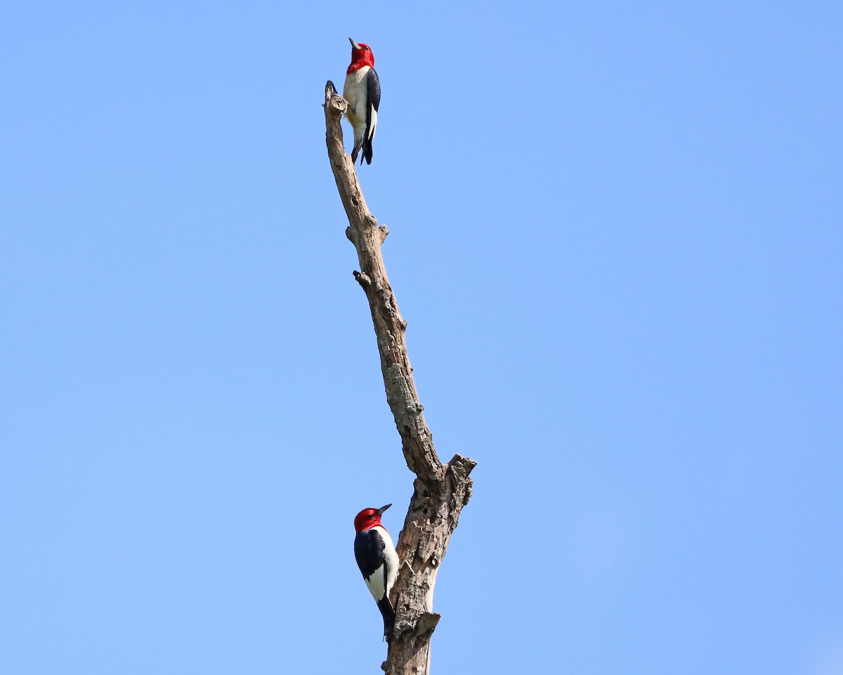 Red-headed Woodpecker - ML638953391