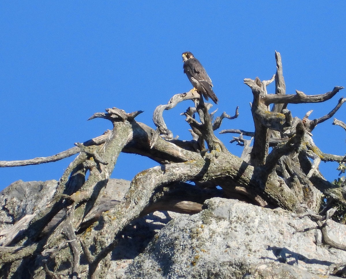 Peregrine Falcon - ML638953392