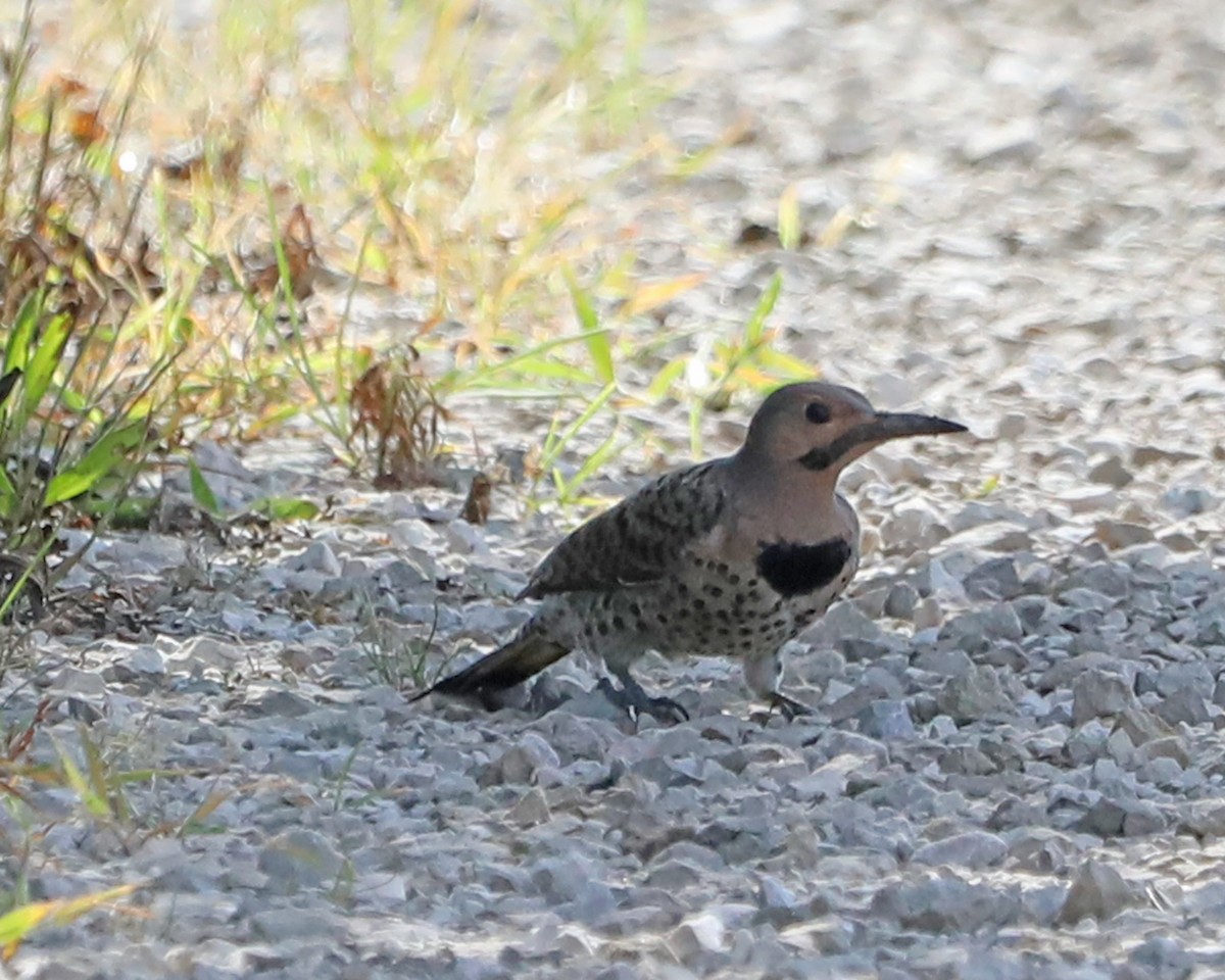Northern Flicker - ML638953397