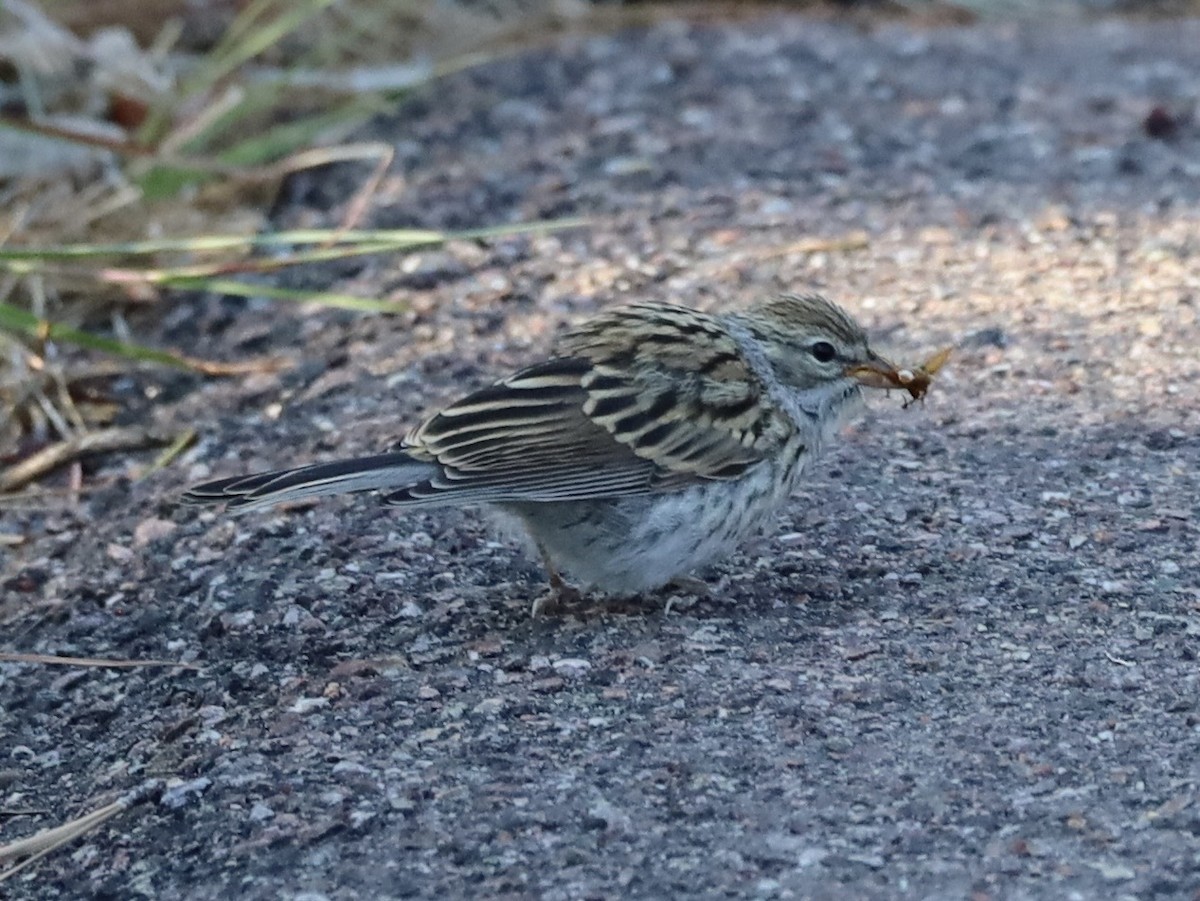 Chipping Sparrow - ML638953398