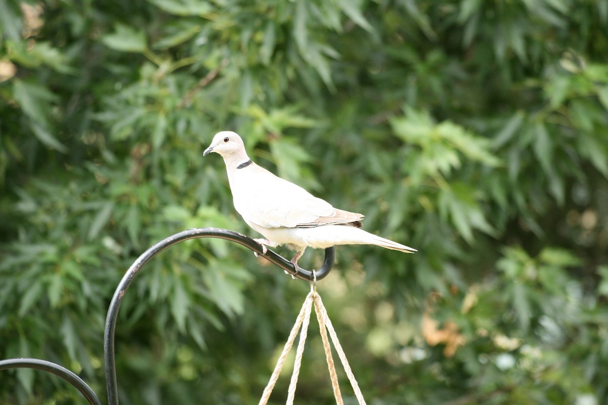 Eurasian Collared-Dove - ML638953400