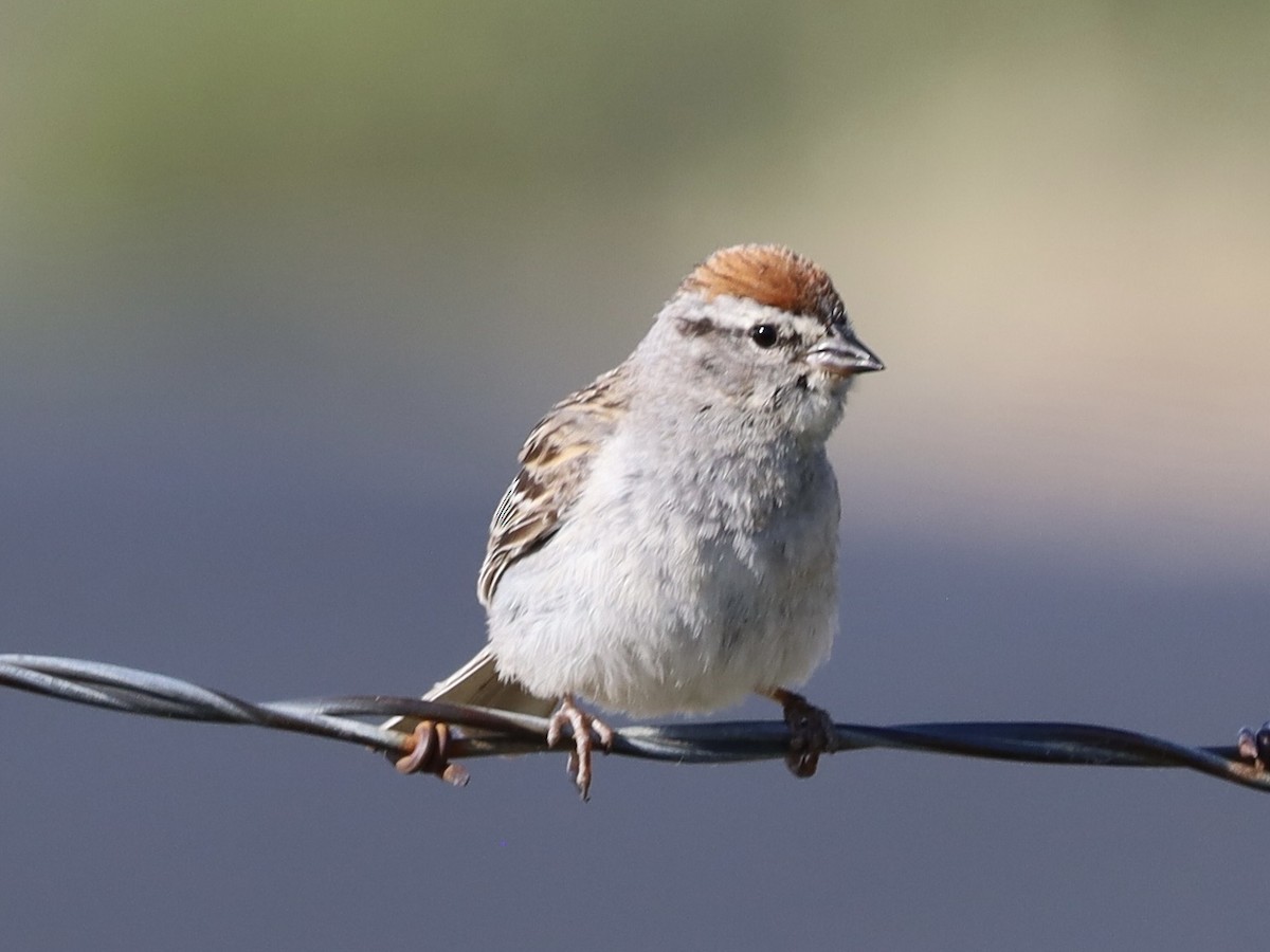 Chipping Sparrow - ML638953402