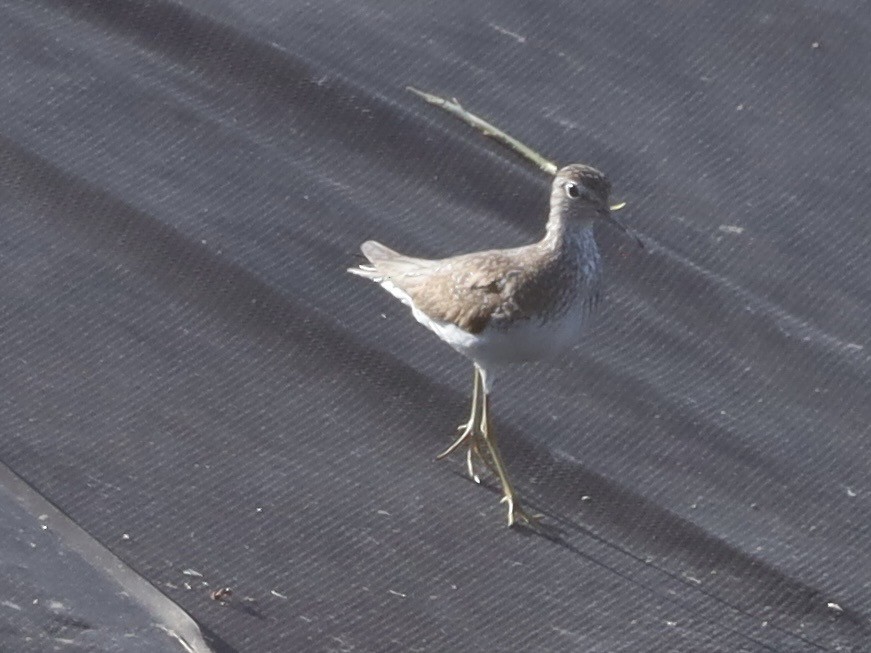 Solitary Sandpiper - ML638953404