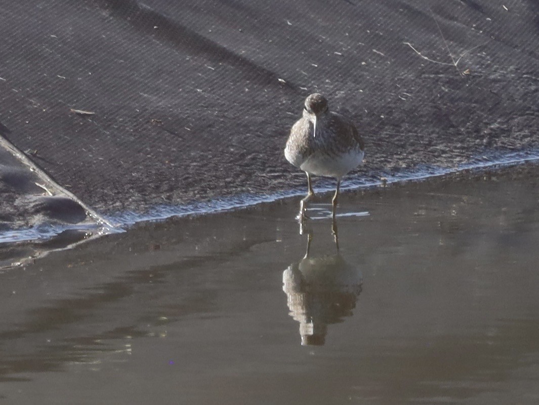 Solitary Sandpiper - ML638953405