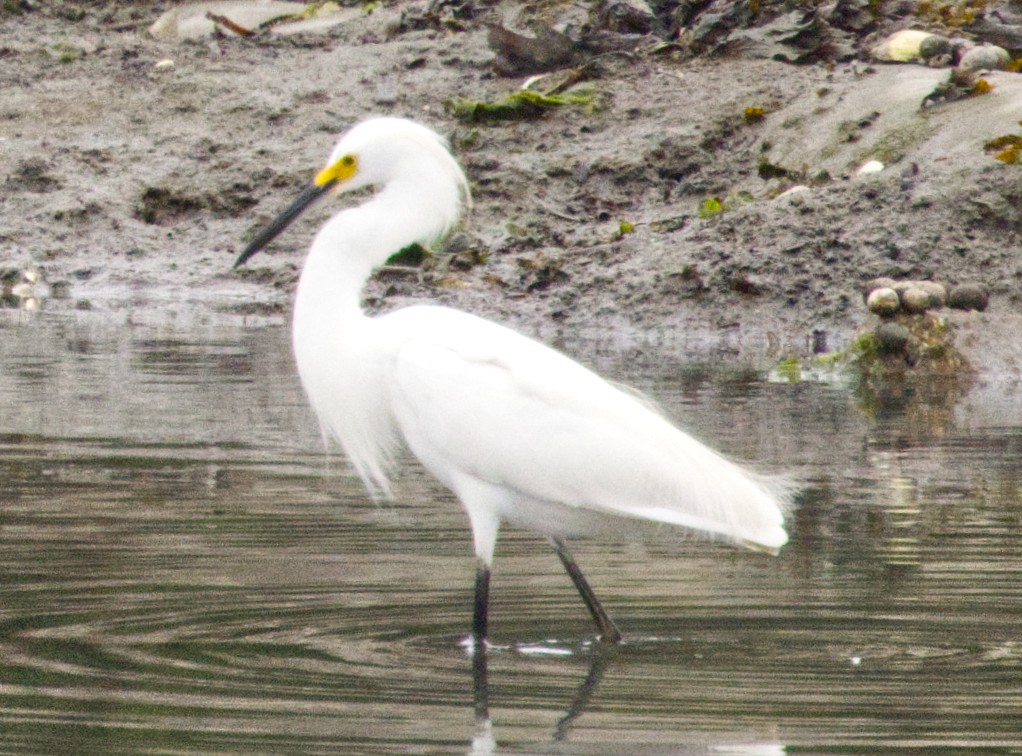 Snowy Egret - ML638953415