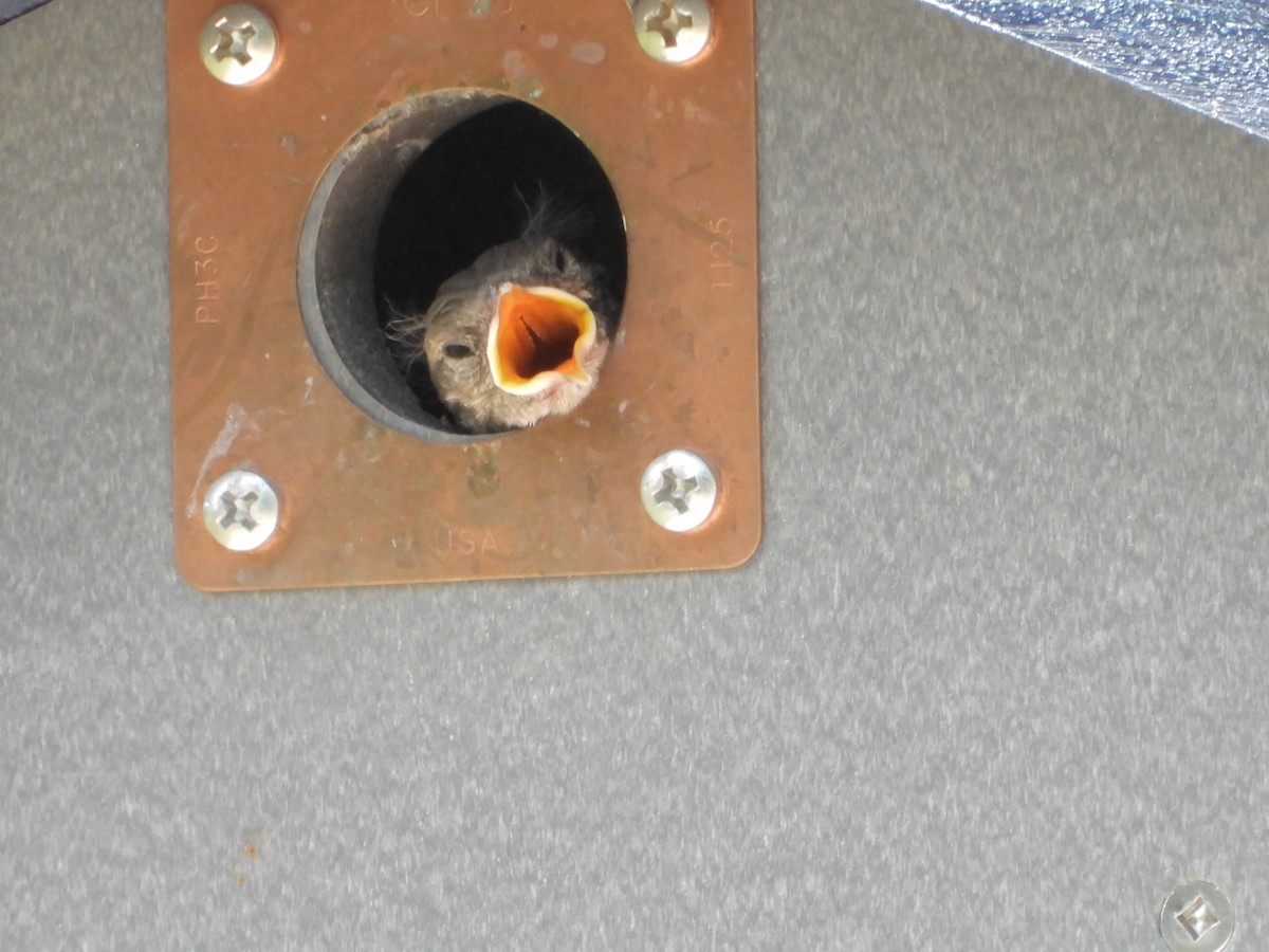 Northern House Wren - ML638953422