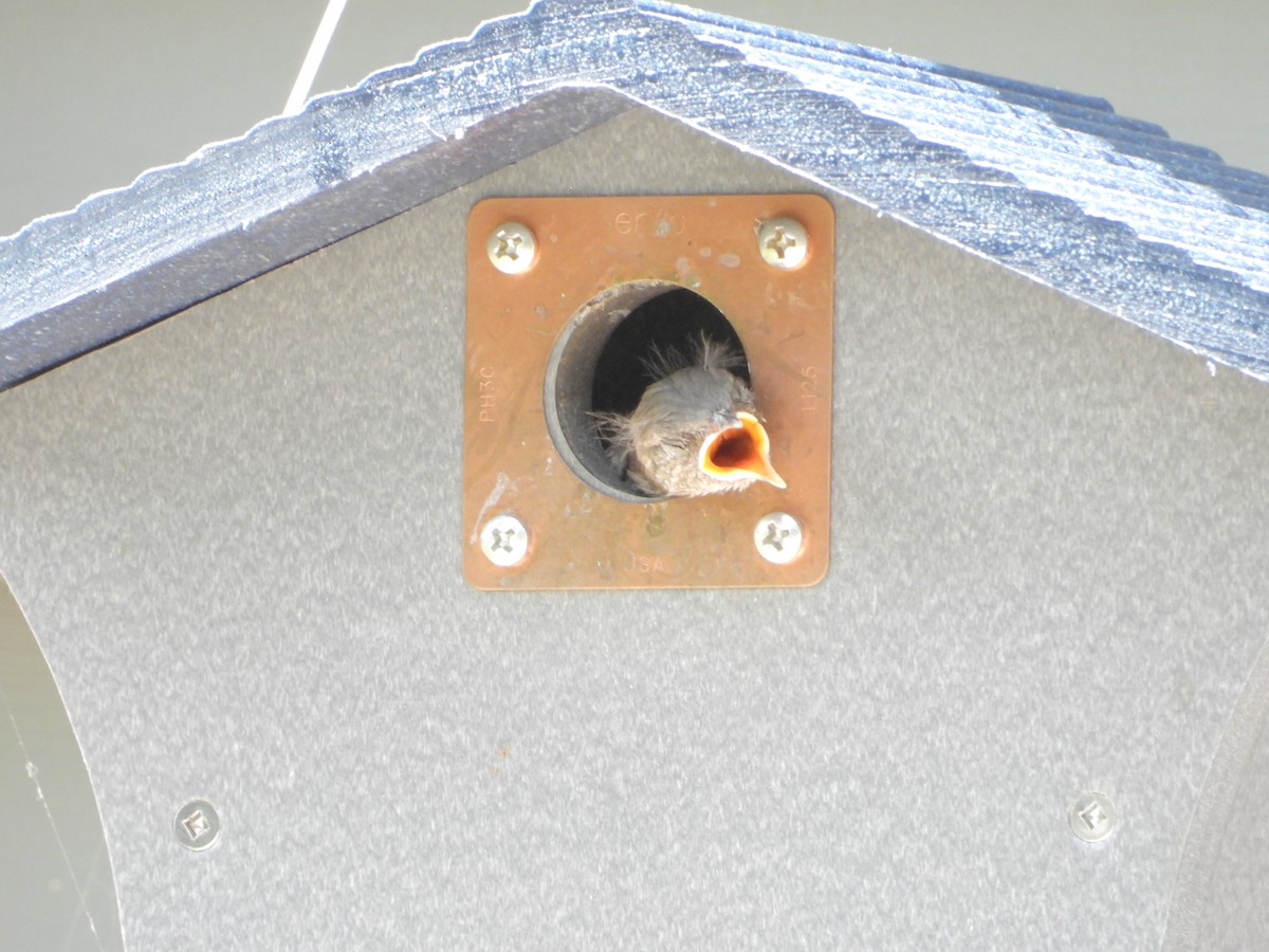 Northern House Wren - ML638953424