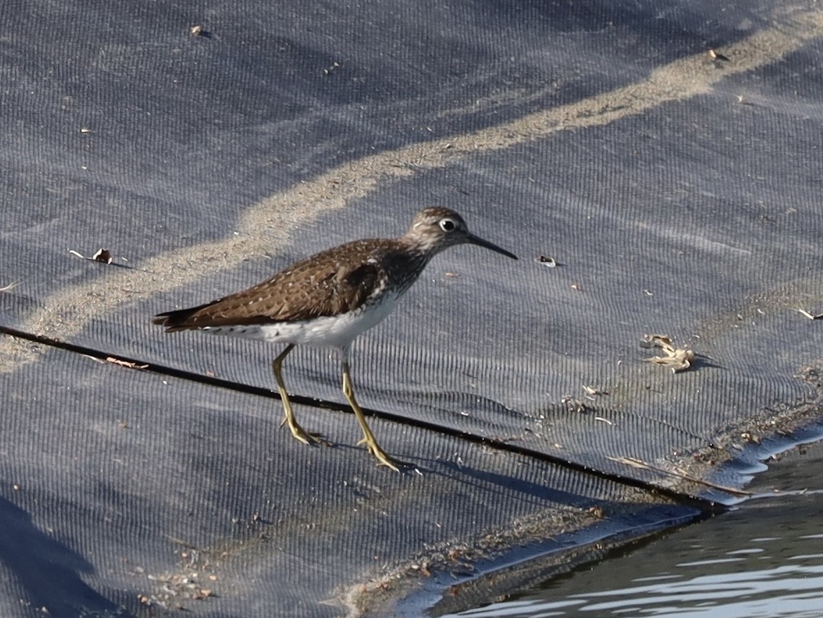 Solitary Sandpiper - ML638953426