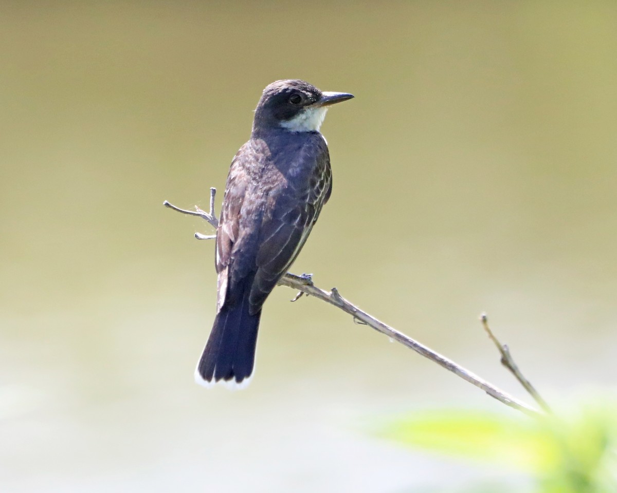 Eastern Kingbird - ML638953428