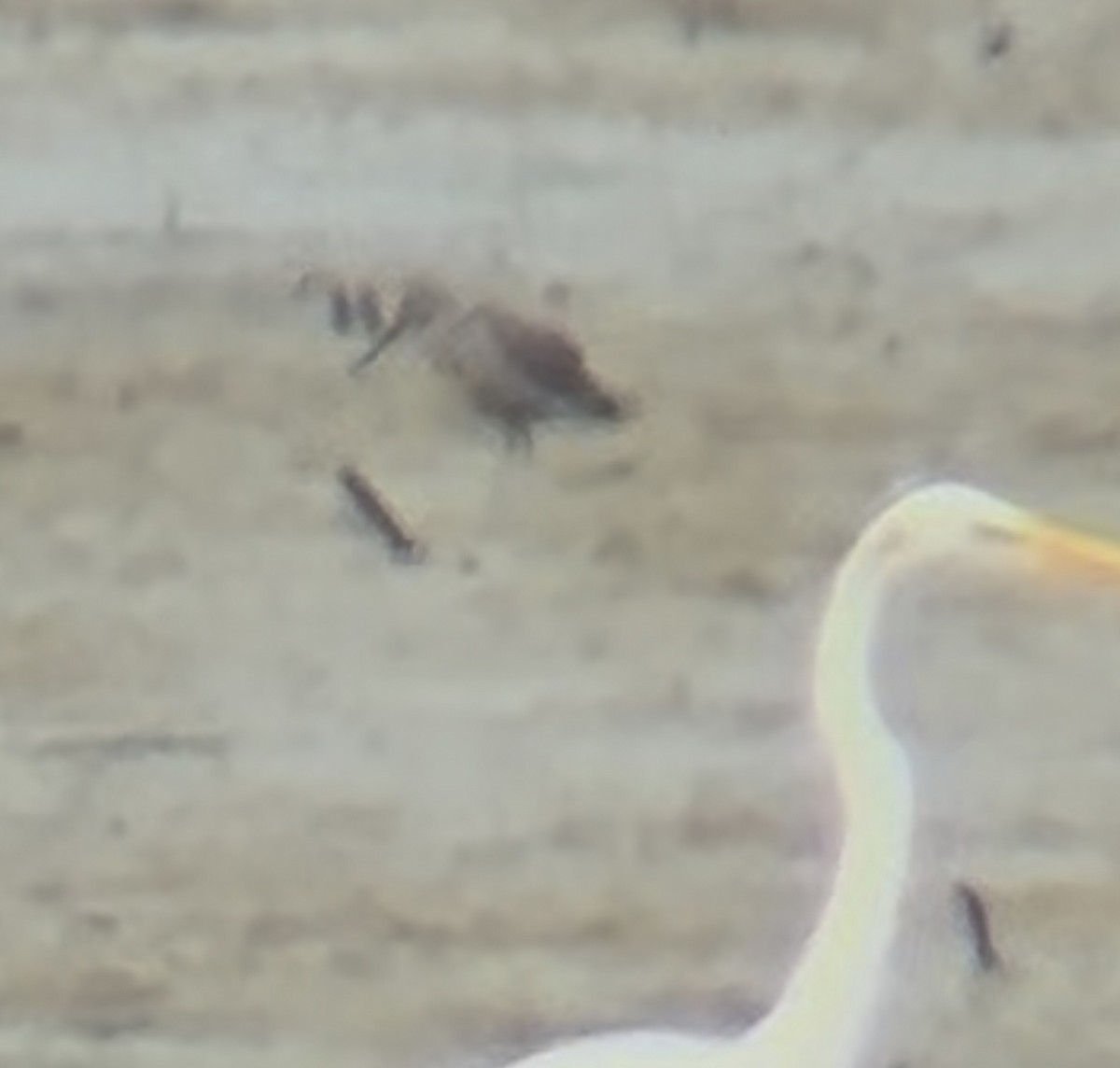 Short-billed Dowitcher - ML638953429