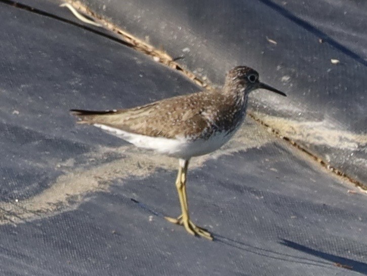 Solitary Sandpiper - ML638953431
