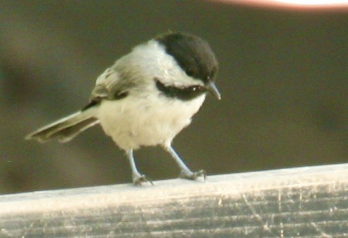 Black-capped Chickadee - ML638953433