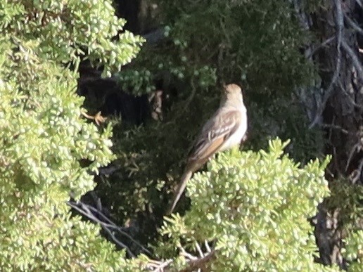 Ash-throated Flycatcher - ML638953436