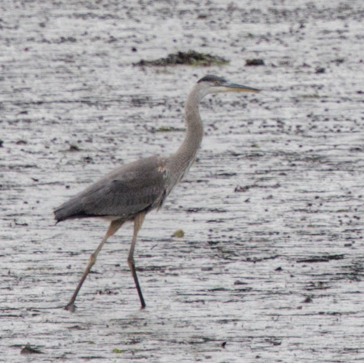 Great Blue Heron - ML638953439