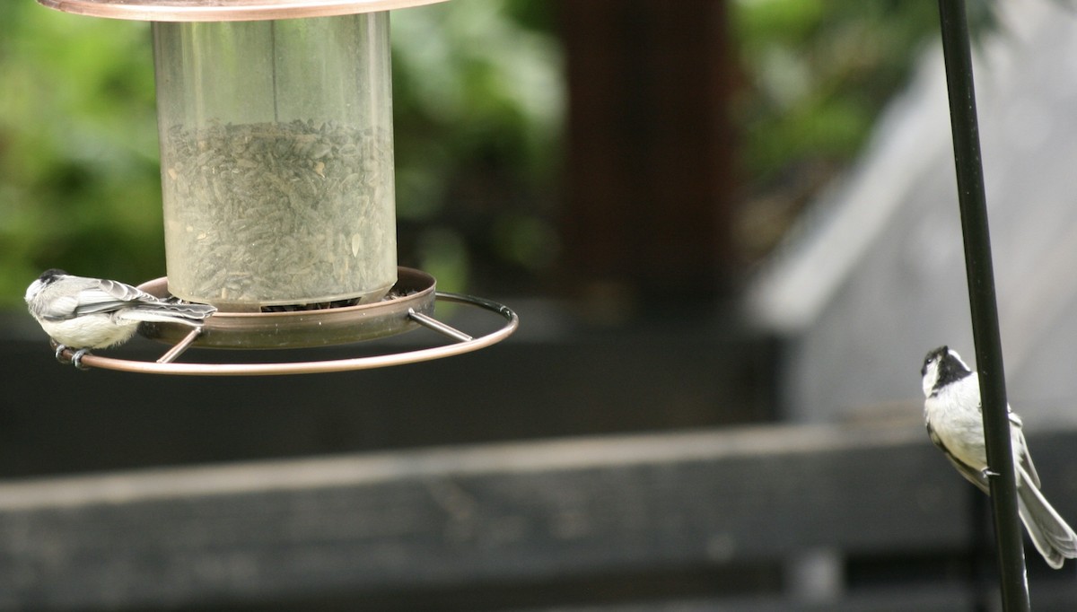 Black-capped Chickadee - ML638953440
