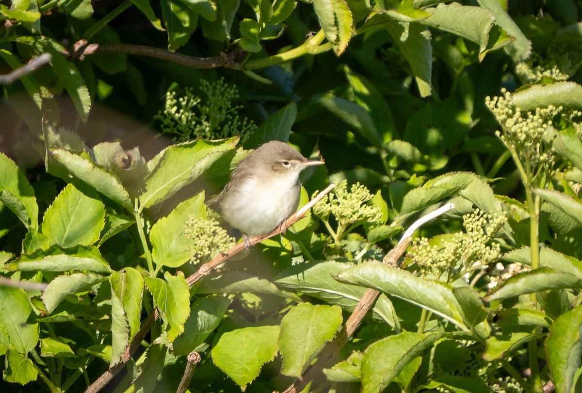 Eastern Olivaceous Warbler - ML638953443