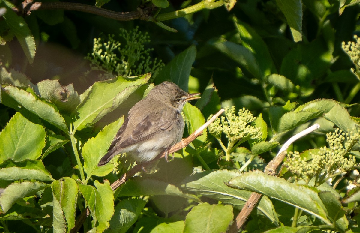 Eastern Olivaceous Warbler - ML638953444
