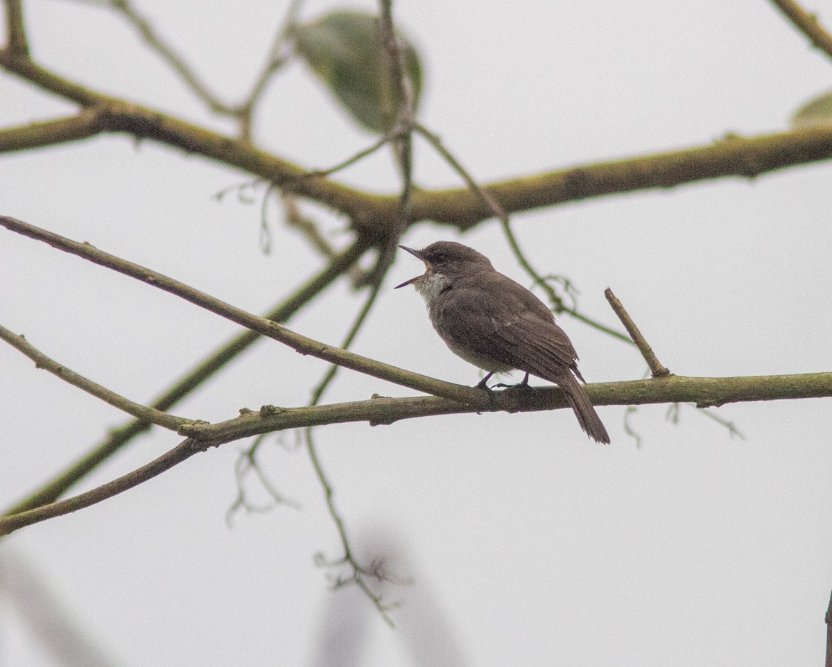 Swamp Flycatcher - ML638953445