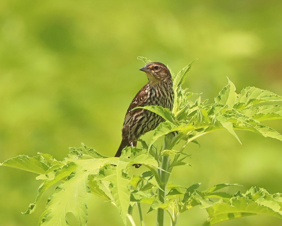 Red-winged Blackbird - ML638953449
