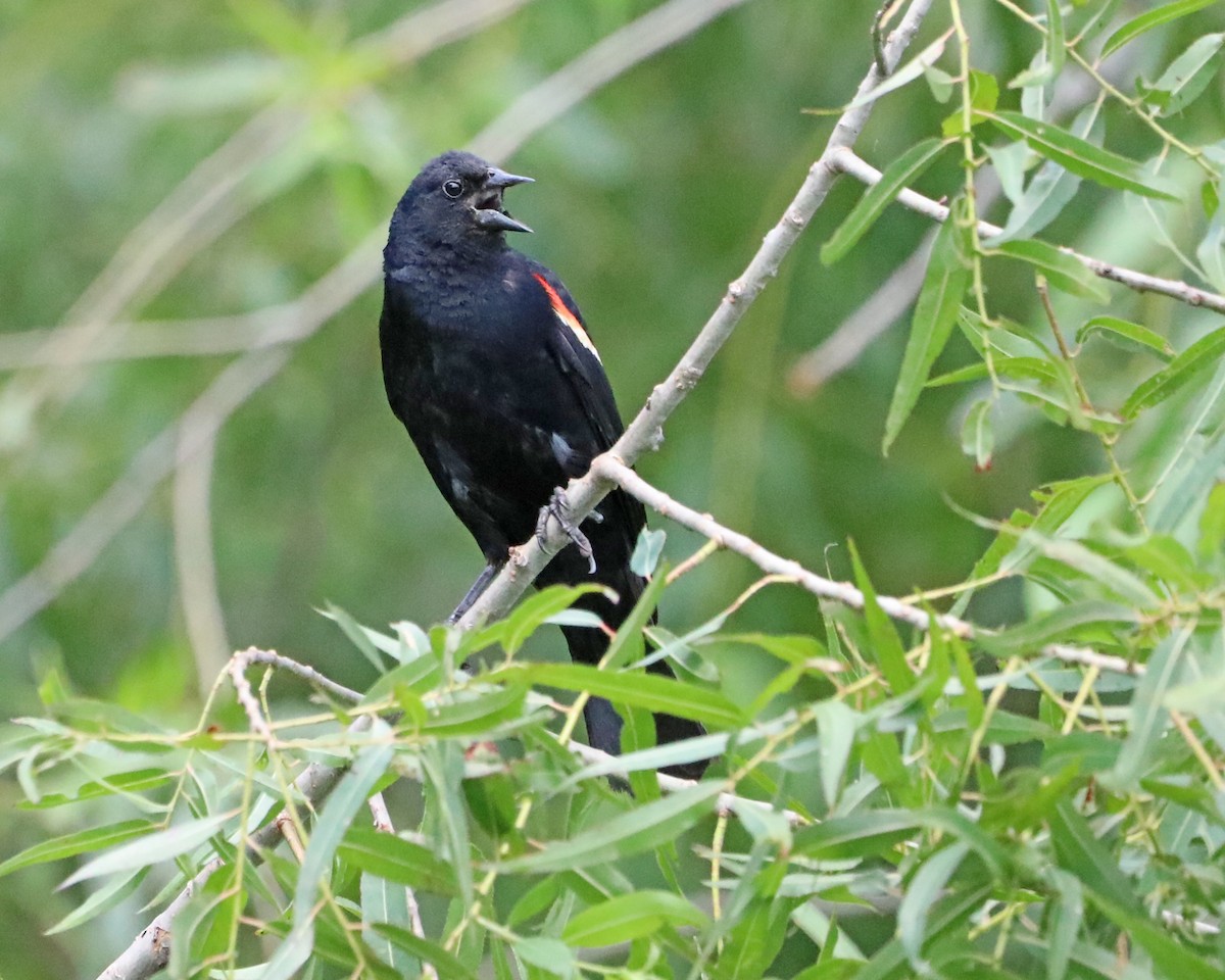 Red-winged Blackbird - ML638953450