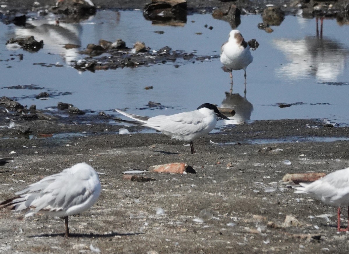 Gull-billed Tern - ML638953451