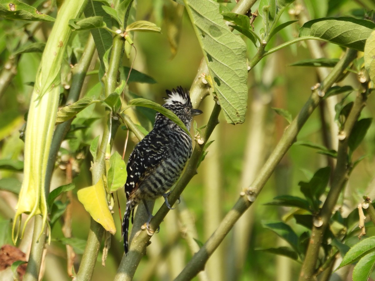 Barred Antshrike - ML638953453