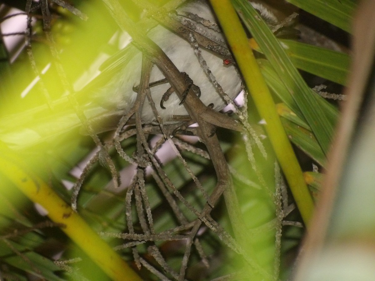 Tropical Mockingbird (Southern) - ML638953455